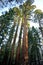 Giant Sequoia Trees - Yosemite National Park