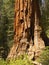 Giant sequoia, trunk