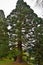Giant Sequoia Wellingtonia Sequoiadendron giganteum