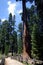 Giant Sequoias