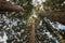 Giant sequoias, Californian redwood trees from below