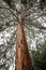 Giant Sequoias Forest. Sequoia detail bark, needles National Park.
