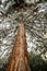 Giant Sequoias Forest. Sequoia detail bark, needles National Park.