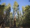 Giant Sequoias, Mariposa Grove