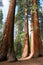 Giant Sequoias, Mariposa Grove