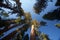 Giant Sequoias, Mariposa Grove, Yosemite