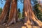 Giant Sequoias in Sequoia National park