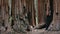 Giant Sequoias at Sequoia National Park