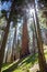 Giant Sequoias in Sequoia National Park