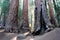 Giant Sequoias, Sequoia National Park
