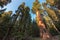 Giant Sequoias in the Sequoia National Park in California