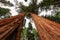 Giant Sequoias in the Sequoia National Park in California