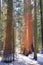 Giant Sequoias, Sequoiadendron giganteum, in Spring Snow, Sierra Nevada, Sequoia National Park, California