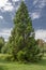 Giant Sequoias Tree (Sequoiadendron giganteum) or Sierran redwood growing in the park