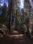 Giant Sequoias at Tuolumne Grove at Yosemite National Park in November.