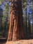 Giant Sequoias at Tuolumne Grove at Yosemite National Park in November.