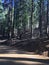 Giant Sequoias at Tuolumne Grove at Yosemite National Park in November.