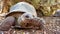 Giant or Seychelles giant turtle close-up in a conservation area