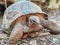 Giant or Seychelles giant turtle close-up in a conservation area eats cabbage leaves and walks