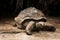 Giant Seychelles tortoise. Mauritius