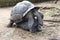 Giant Seychelles tortoises mating, Aldabrachelys gigantea
