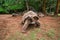 Giant Seychelles turtles in La Vanille natural park, Mauritius