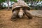 Giant Seychelles turtles in La Vanille natural park, Mauritius