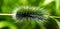 Giant shaggy caterpillar.