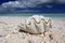 Giant shell on the tropical beach