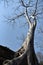 Giant silk cotton tree of Ta Prohm on top of a roof, Siem Reap, Cambodia