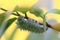 Giant silk moth caterpillar