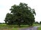 Giant single tree on a curvy country road near Vimmerby, Sweden