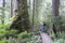 Giant Sitka Spruce trees, Carmanah Walbran Provincial Park, British Columbia
