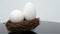 Giant size goose eggs on nest 360-degree rotating