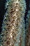 Giant slit-pore sea rod, soft coral