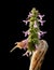 Giant slug twist around inflorescence