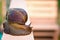 Giant snail - Achatina