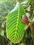 A giant snail climbed on a huge leaf.