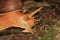 A giant snail, Megalobulimus popelairianus, in the Amazon of Ecuador