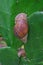 Giant Snails, believed to be Achatina fulica, on Cactus Stem Surface at Rodrigues Island, Mauritius, East Africa