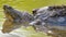 Giant snapping turtle with reflection near the Minnesota River