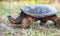 Giant Snapping Turtle walking