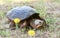 Giant Snapping Turtle walking