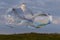 Giant soap bubble with rainbow colours. Grass and sky background during sunset