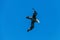 A Giant Southern Petrel in Flight