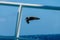 A Giant Southern Petrel in Flight