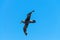 A Giant Southern Petrel in Flight