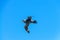 A Giant Southern Petrel in Flight