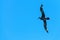 A Giant Southern Petrel in Flight