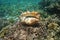 Giant spider conch shell alive specimen underwater